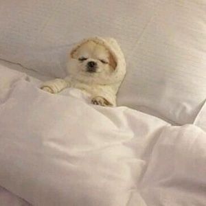 Meet your Posher, Joanne